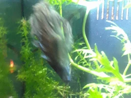 give me name ideas for this momma cray