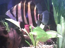 Siamese Tiger fish
