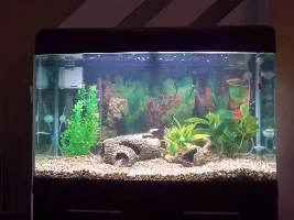 My First Tank Picture