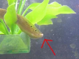 Peacock Eel Fungus Treatment?