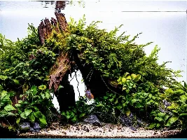 Plant Suggestions for Small Tank