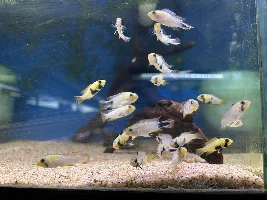 Some neat fish at my LFS