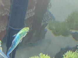 Rainbow fish curved back