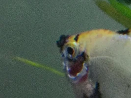 Angel fish with red patch and looks like being eaten