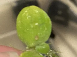 Egg I.D.?