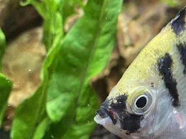 Weird lip?