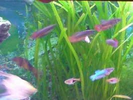 Bettas