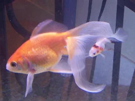 Red Spots On Goldfsh