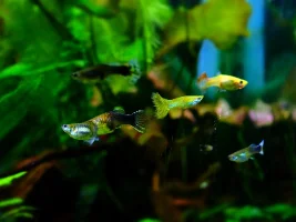 Treatment resistant fin rot in guppies. Potential med?