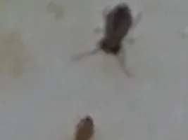 tiny bugs