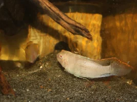 Albino Pelvicachromis pulcher