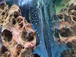 KINDLY POST A FISH OF YOURS
