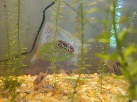 Corydoras wont stop dying