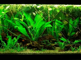 Plant Food