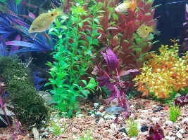 Help indentifying a fish that i got in a fish order