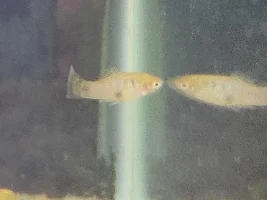 Help ID this stow-away?