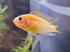 What fish is this?