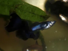 Moscow blue guppies...