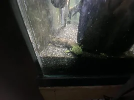 Neon Green Bichir!