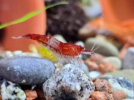 Shrimp photos