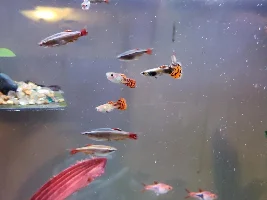 Can you ID my guppy?
