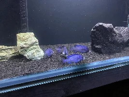 New fish