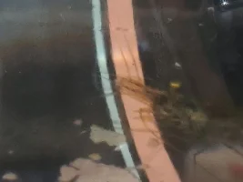 need help making sure these are ghost shrimp