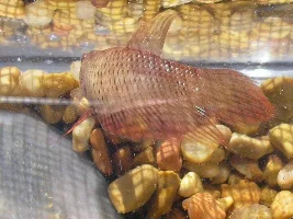 Paralysis Or Swim Bladder Disorder?