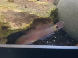What’s new (fish related chat only)