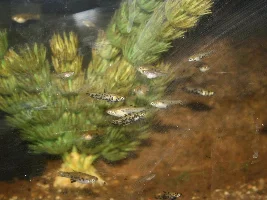 Show off your tiny fish