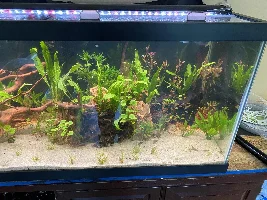 75 Gallon Advice needed