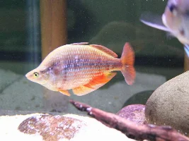Rainbowfish ID?