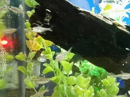 I got new fish! Questions