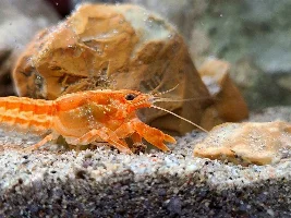 Mexican Dwarf Crayfish