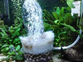 Breeding Cherry Barbs!