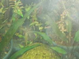 Need help Alternanthera Reineckii variegated melting?