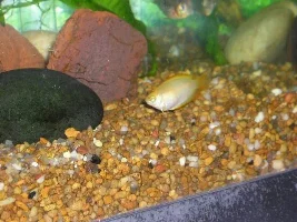 My 55 gallon community