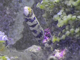My 125g Salt Reef Tank
