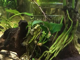 Amazon sword sprout growing out of water and land grass growing under water