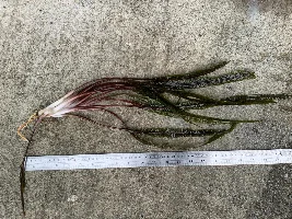 Plant Identification