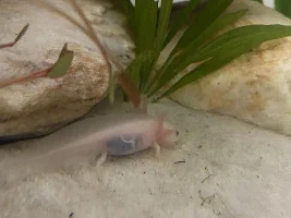 My axolotl, Kirby!