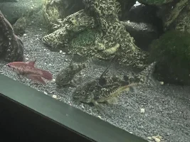 Fat corydora?