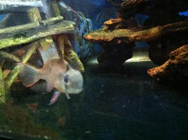 Bolivian Ram - What Could It Be?