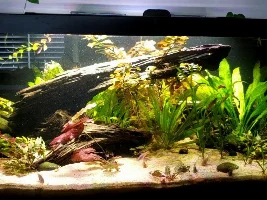 Planted 40g Aquarium Journal