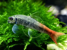I’ve been researching the more uncommon garras