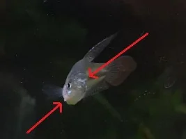 Hole in head, and growth on gill? Sparkling Gourami Help.