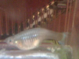 Problem Dropping Fry?