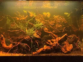 Aquatopia - 6x2x2 Low-Med Light, High Tech Nature Aquarium