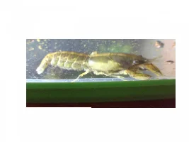 Please help for to ID a wild variety of a Dwarf Crayfish from Mexico, and advice for their care.
