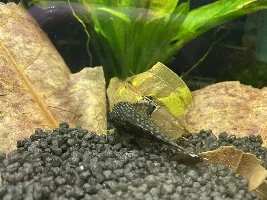 Happy tanks